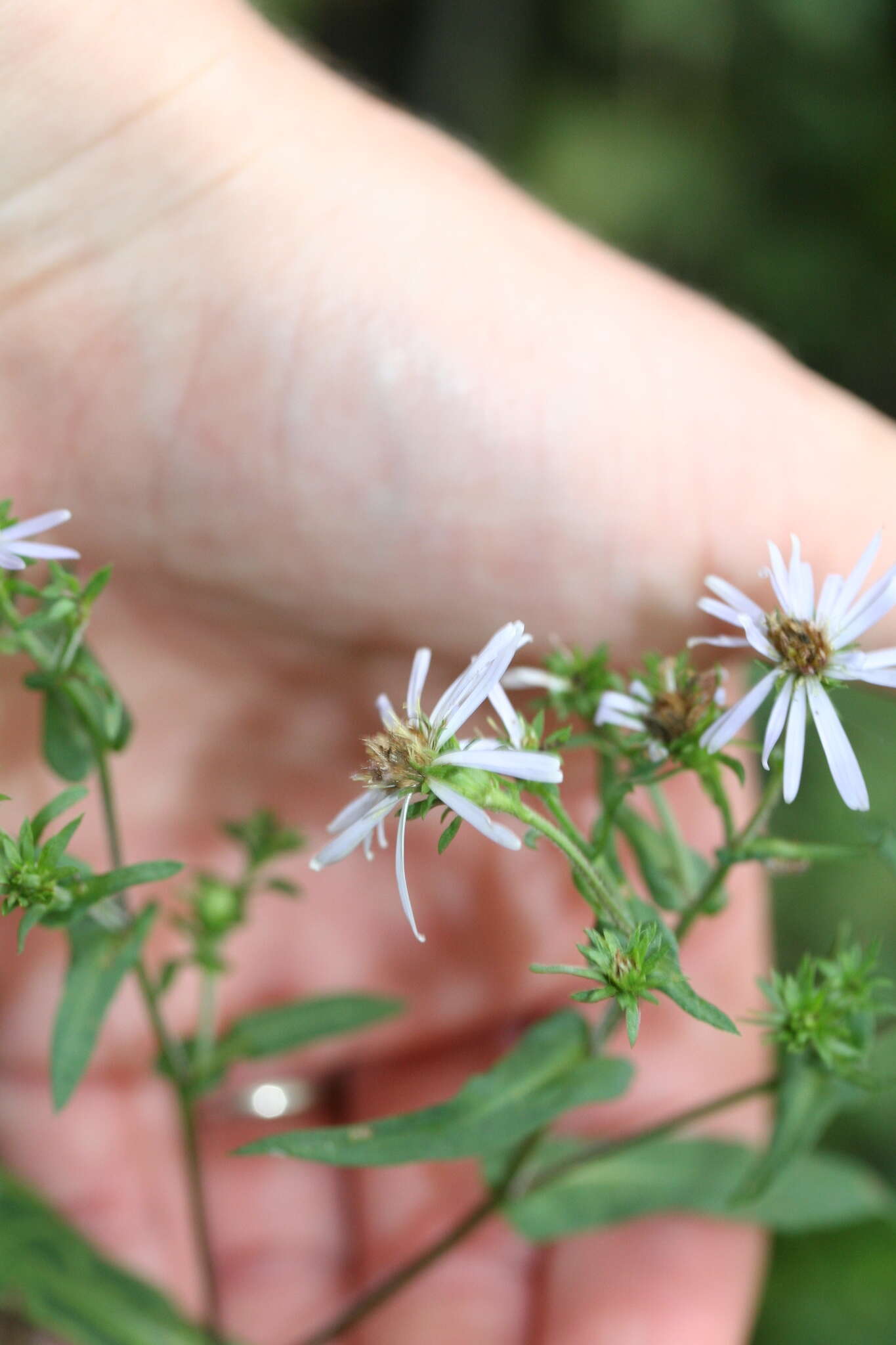 Image of crookedstem aster