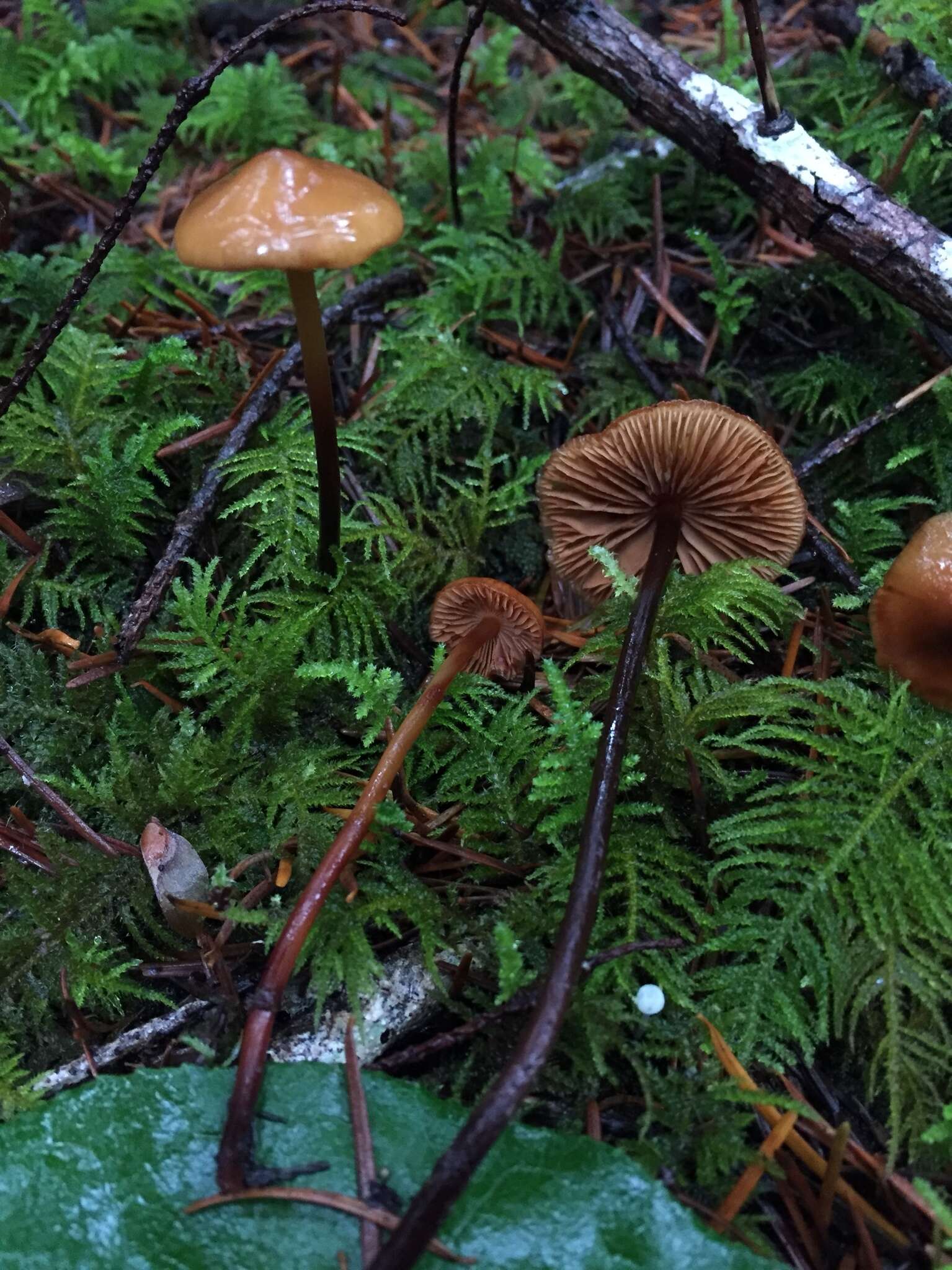 Image of Phaeocollybia attenuata (A. H. Sm.) Singer 1951