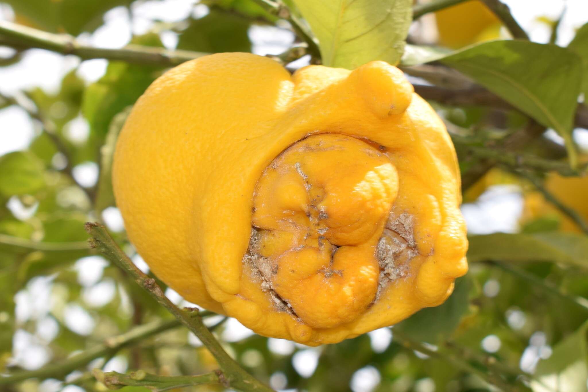 Image of Citrus bud mite