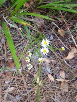 Image de Symphyotrichum dumosum (L.) G. L. Nesom