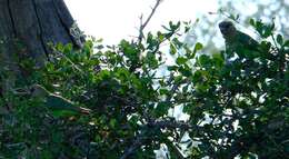 Image of Brown-headed Parrot