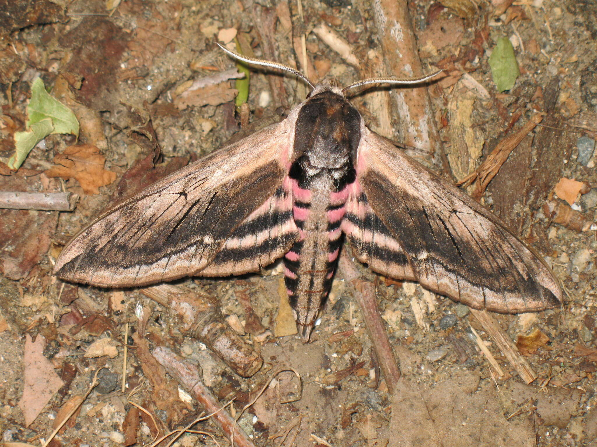 Image of privet hawk-moth