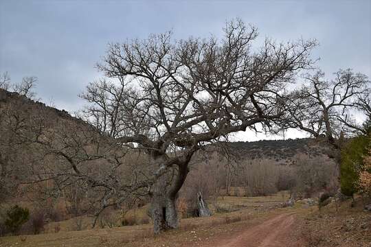 Image of Quercus faginea subsp. faginea