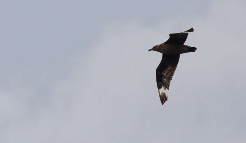 Plancia ëd Stercorarius skua (Brünnich 1764)