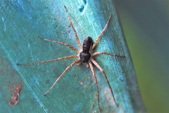 Image of Philodromus dispar Walckenaer 1826