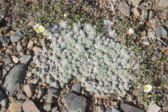 Image of Artemisia lagopus Fisch. ex Bess.