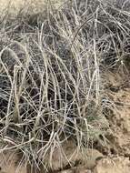 Imagem de Muhlenbergia pungens Thurb.