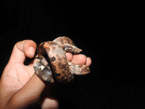 Image of Solomon Island Ground boa