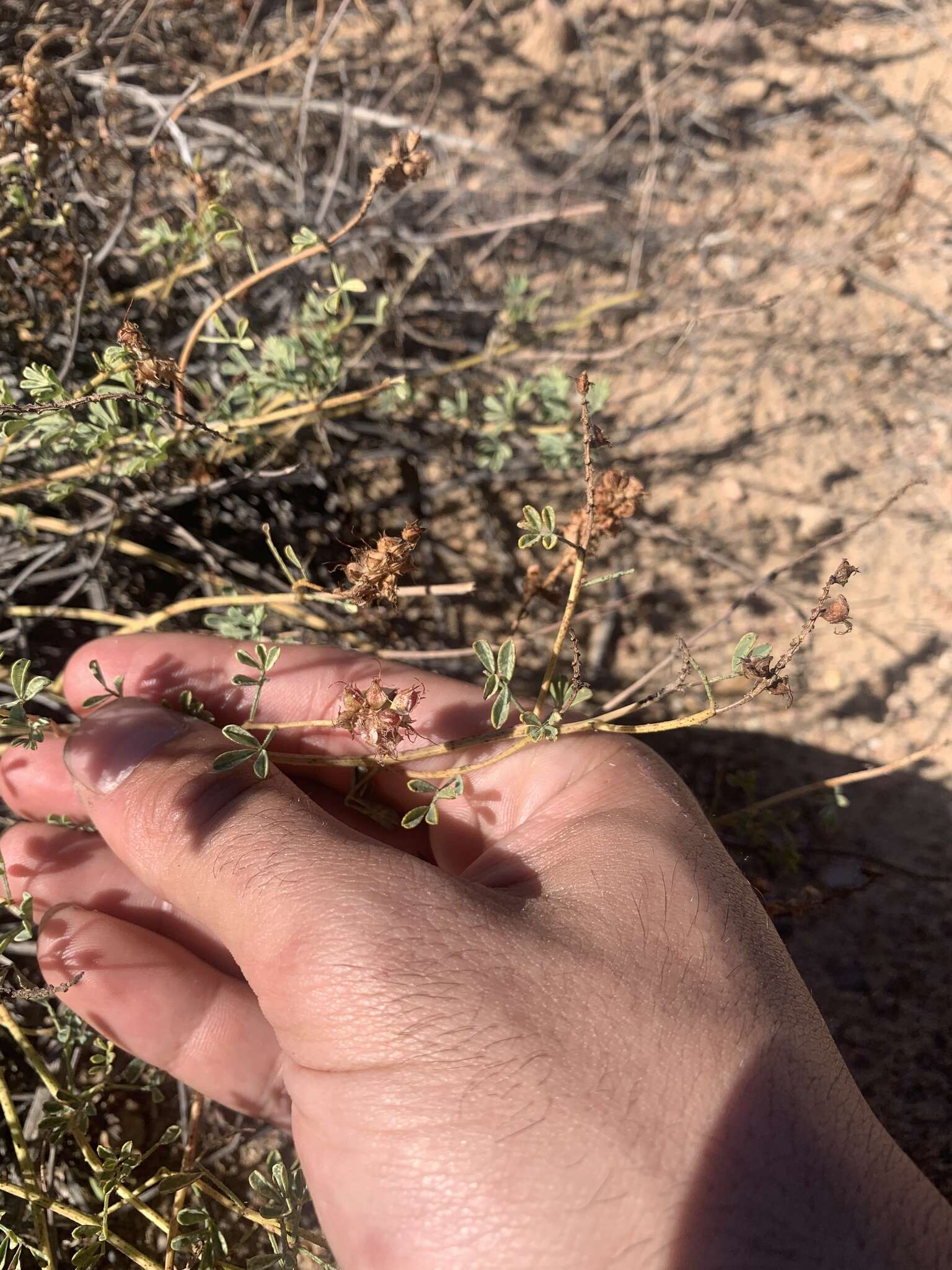 Image of Albuquerque prairie clover