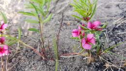 Image of Indigofera rubroglandulosa Germish.