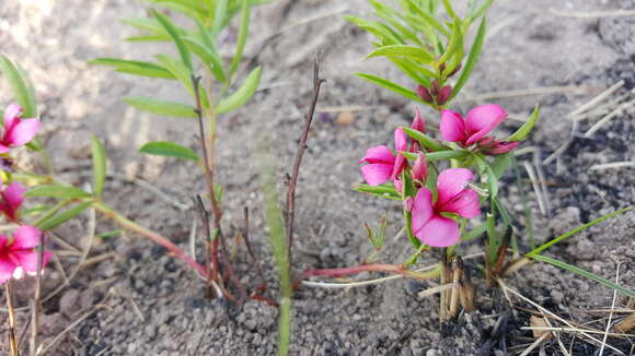 Imagem de Indigofera rubroglandulosa Germish.