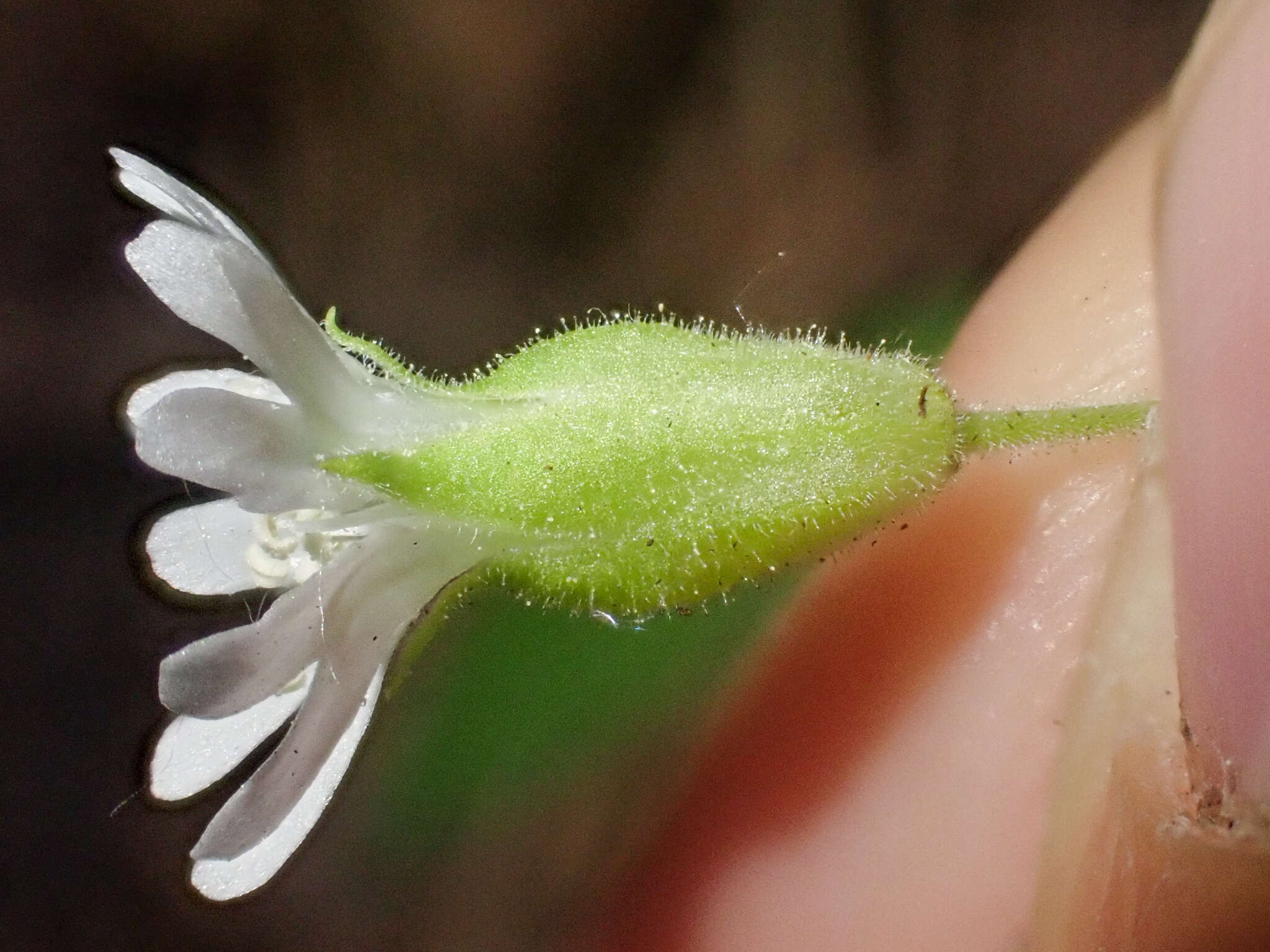 Image of Menzies' campion