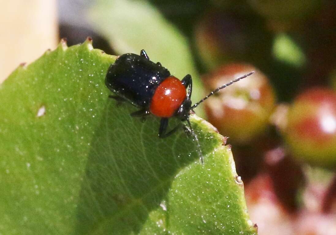 Image of Cryptocephalus sanguinicollis Suffrian 1852