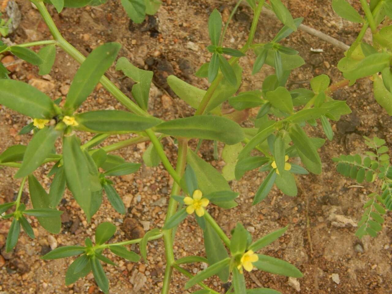 Image of Portulaca mucronata Hort. Vindob. ex Link