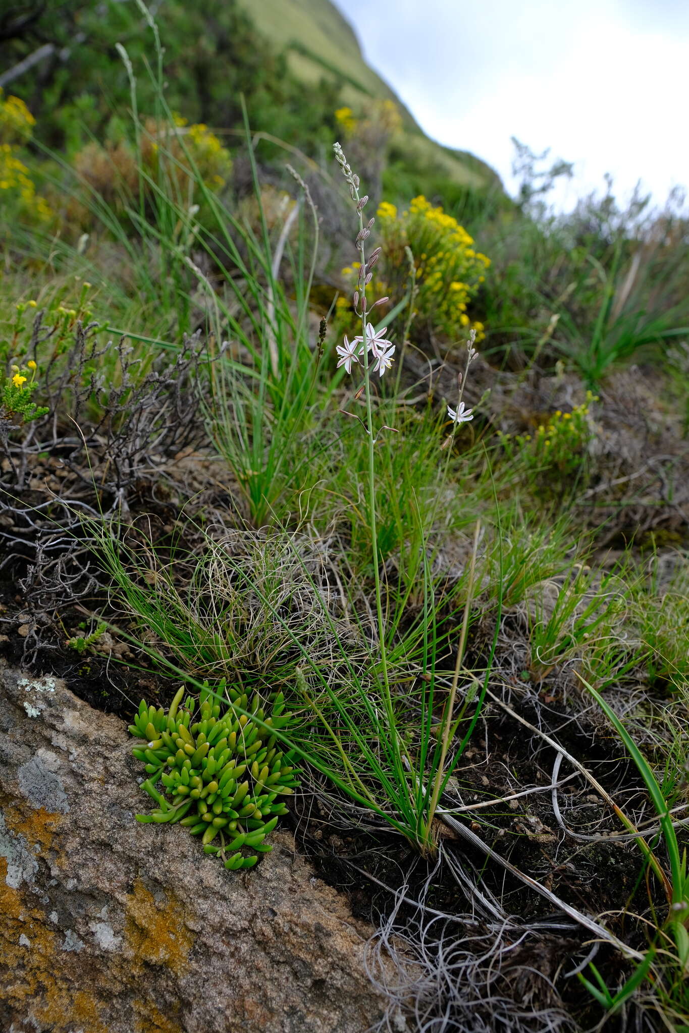 Слика од Trachyandra asperata Kunth