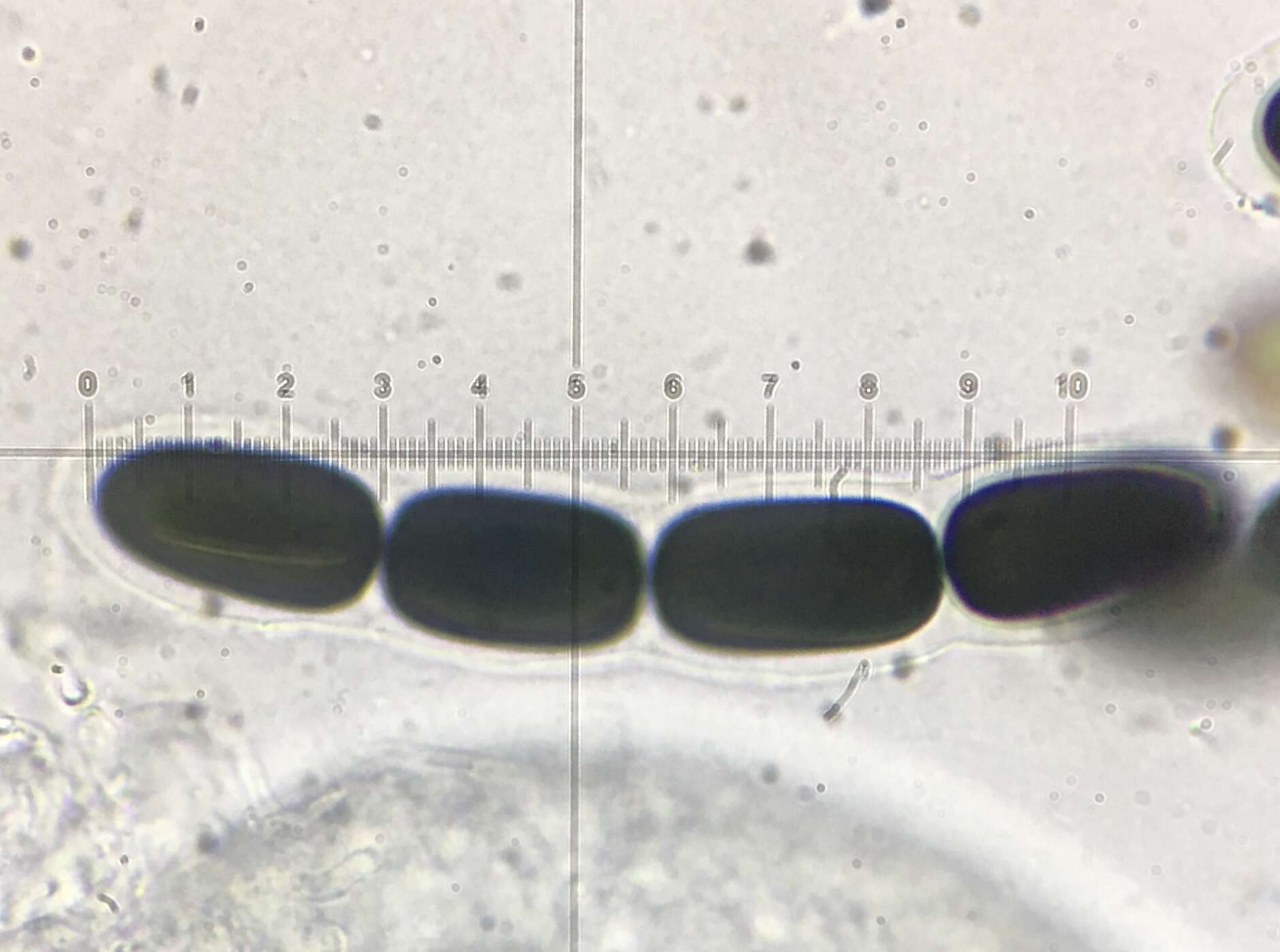 Image of Preussia longisporopsis (S. I. Ahmed & Cain) Kruys 2009