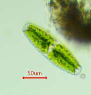 Image of Netrium (Naegeli) Itzigsohn & Rothe 1856