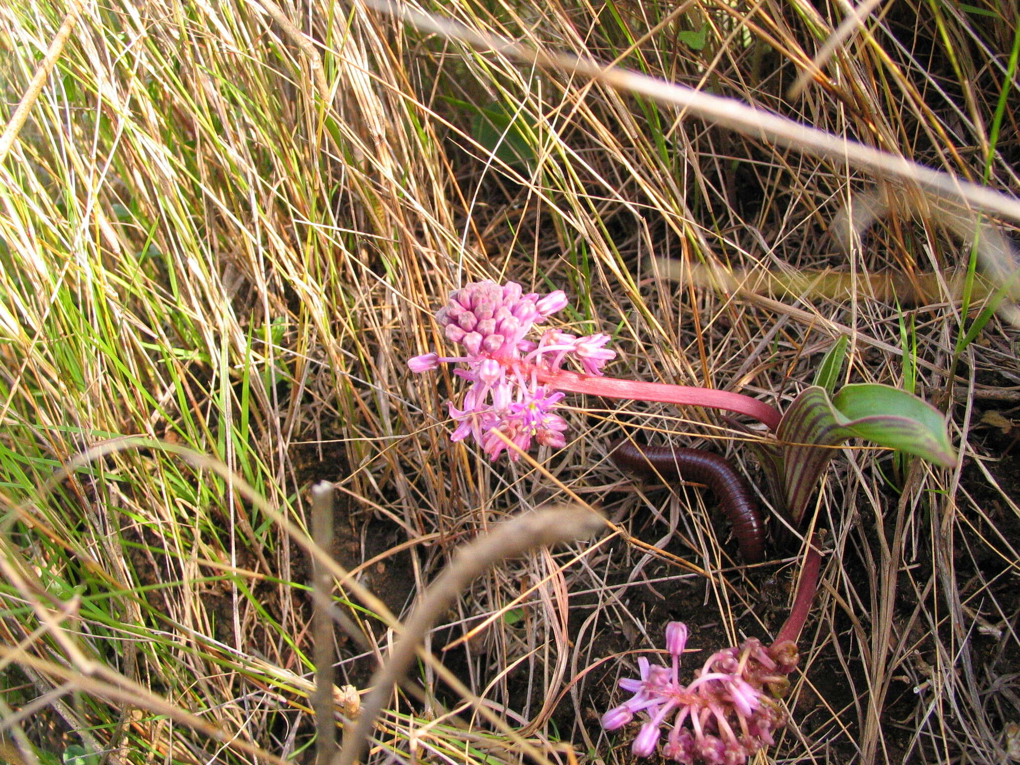 Слика од Ledebouria cooperi (Hook. fil.) Jessop