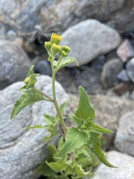 Perityle cuneata Brandeg. resmi