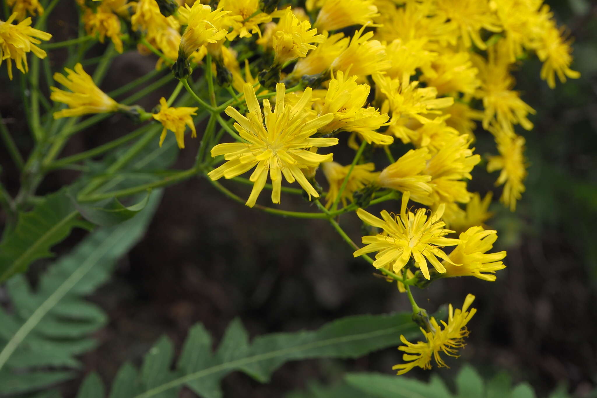 Imagem de Sonchus palmensis (Sch. Bip.) Boulos