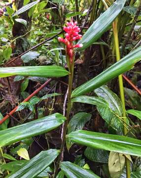 Image of Renealmia sessilifolia Gagnep.