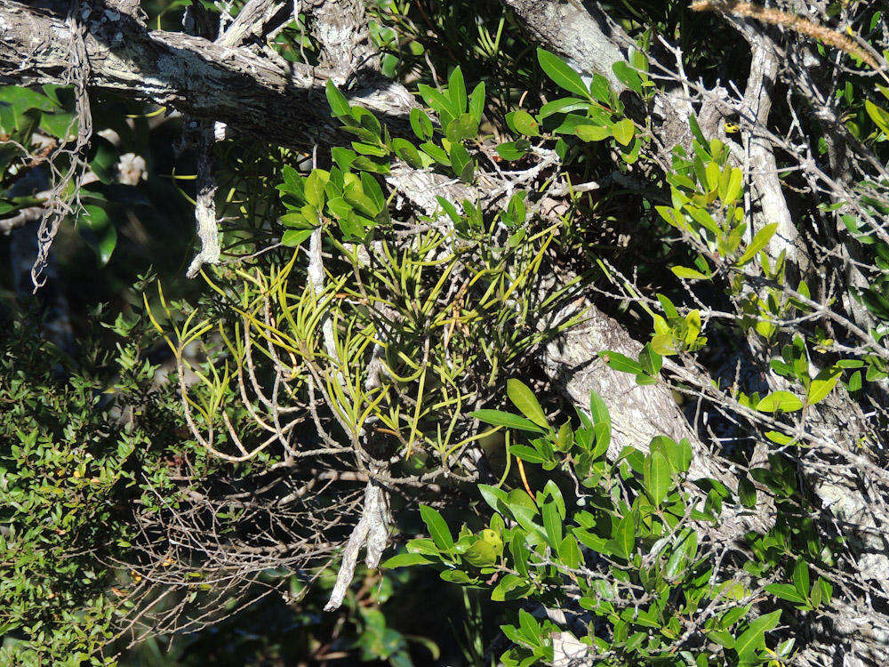 Image of Tridactyle tridentata (Harv.) Schltr.