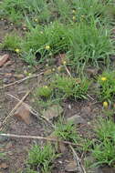Image of Nolletia rarifolia (Turcz.) Steetz