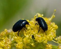 Orphilus subnitidus Le Conte 1861 resmi