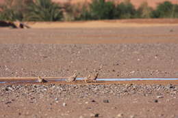 Image of Crowned Sandgrouse