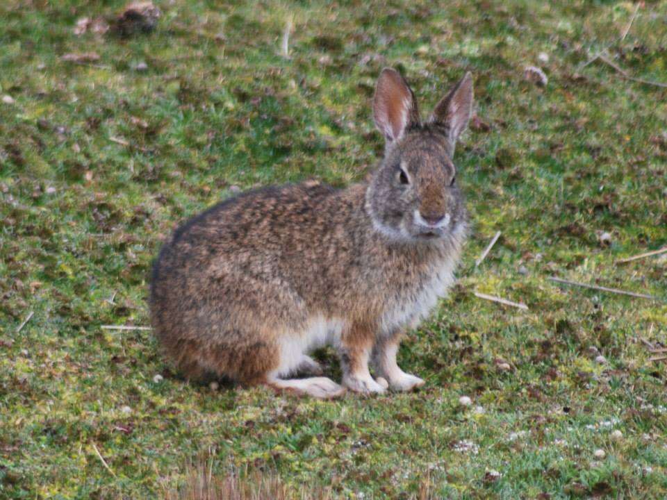 Image of Andean tapeti