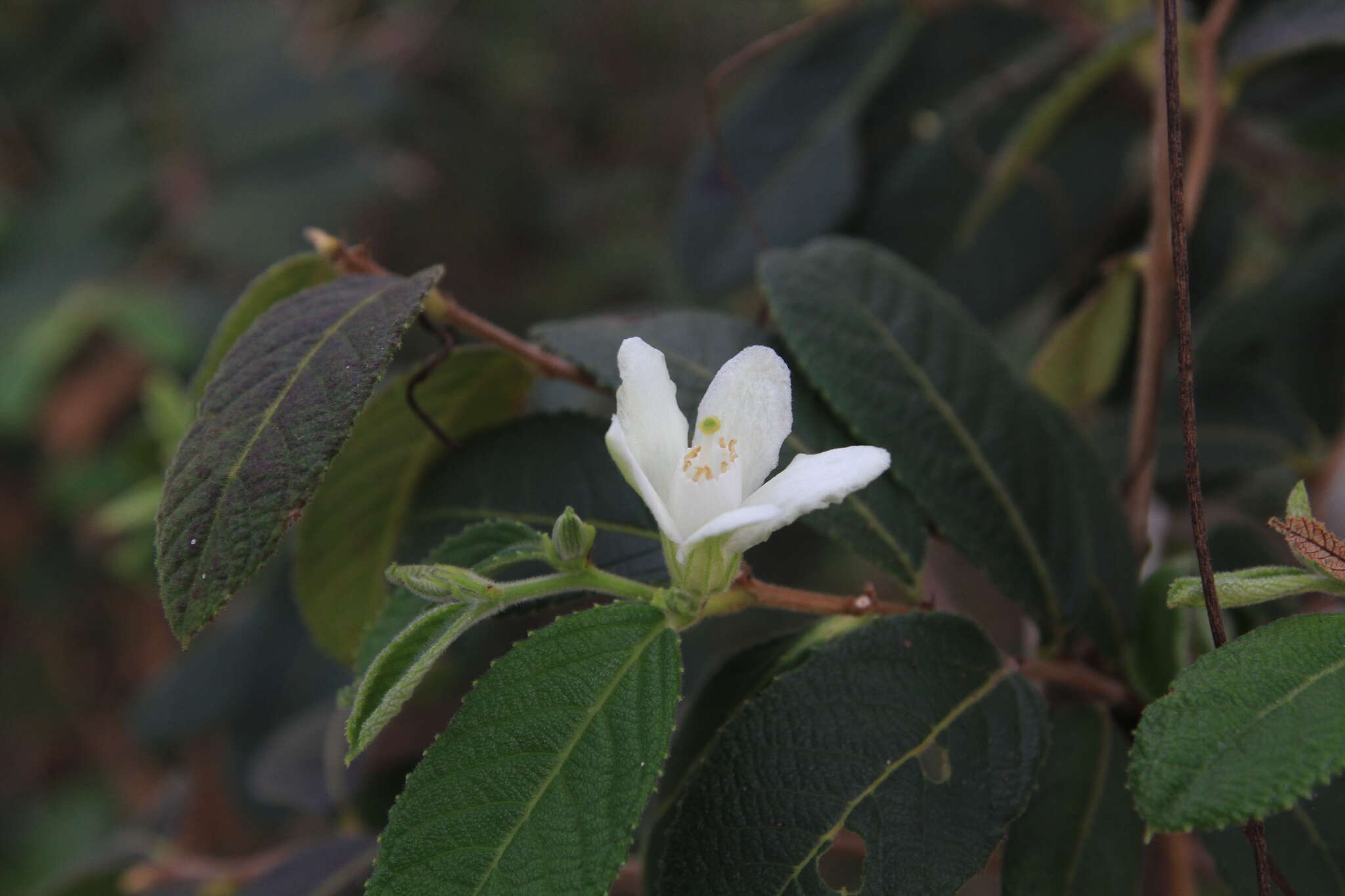 Image of Casearia dodecandra