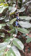 Image of Lasianthus attenuatus Jack