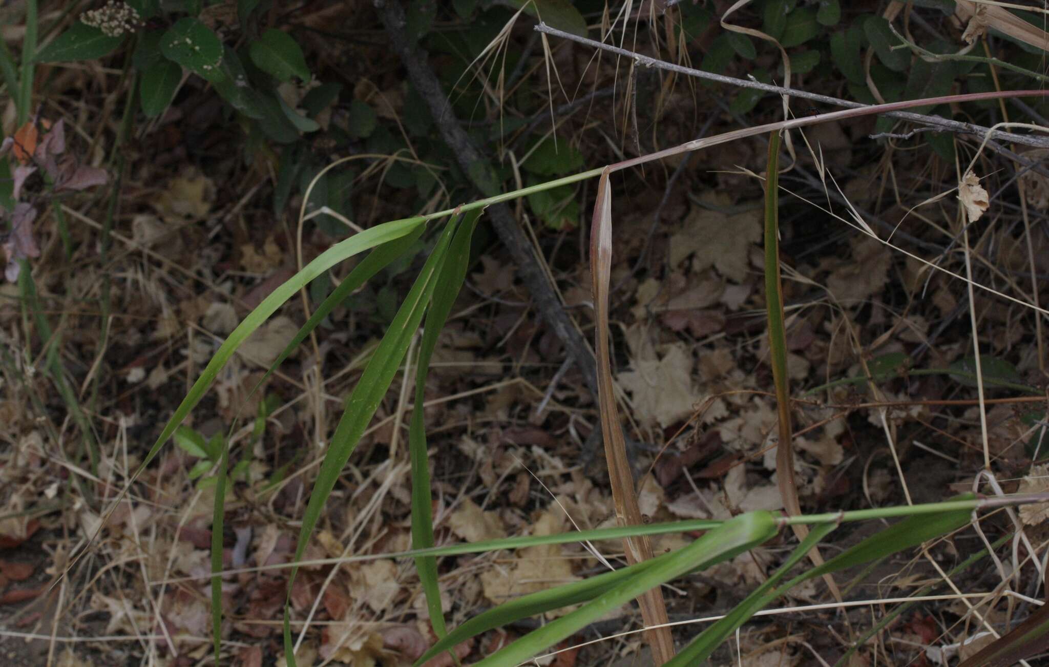 Image of giant wildrye