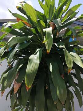 Image of fragrant dracaena