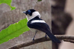 Image of Frill-necked Monarch