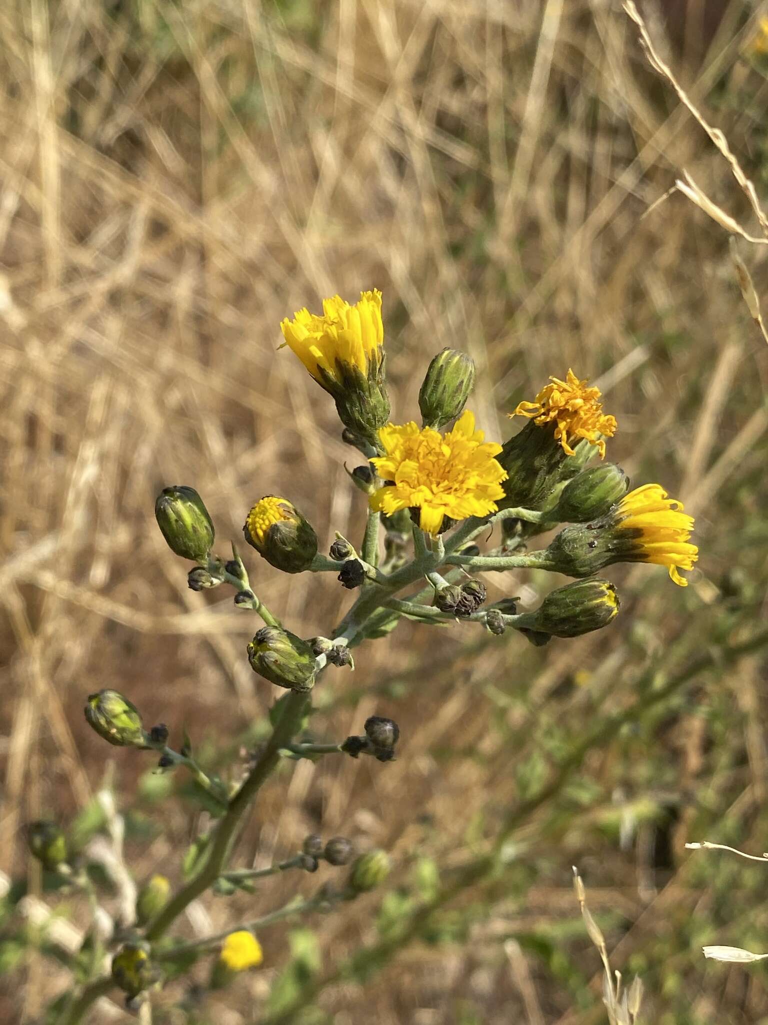 Hieracium laevigatum Willd. resmi