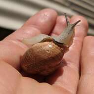 Image of Milk snail