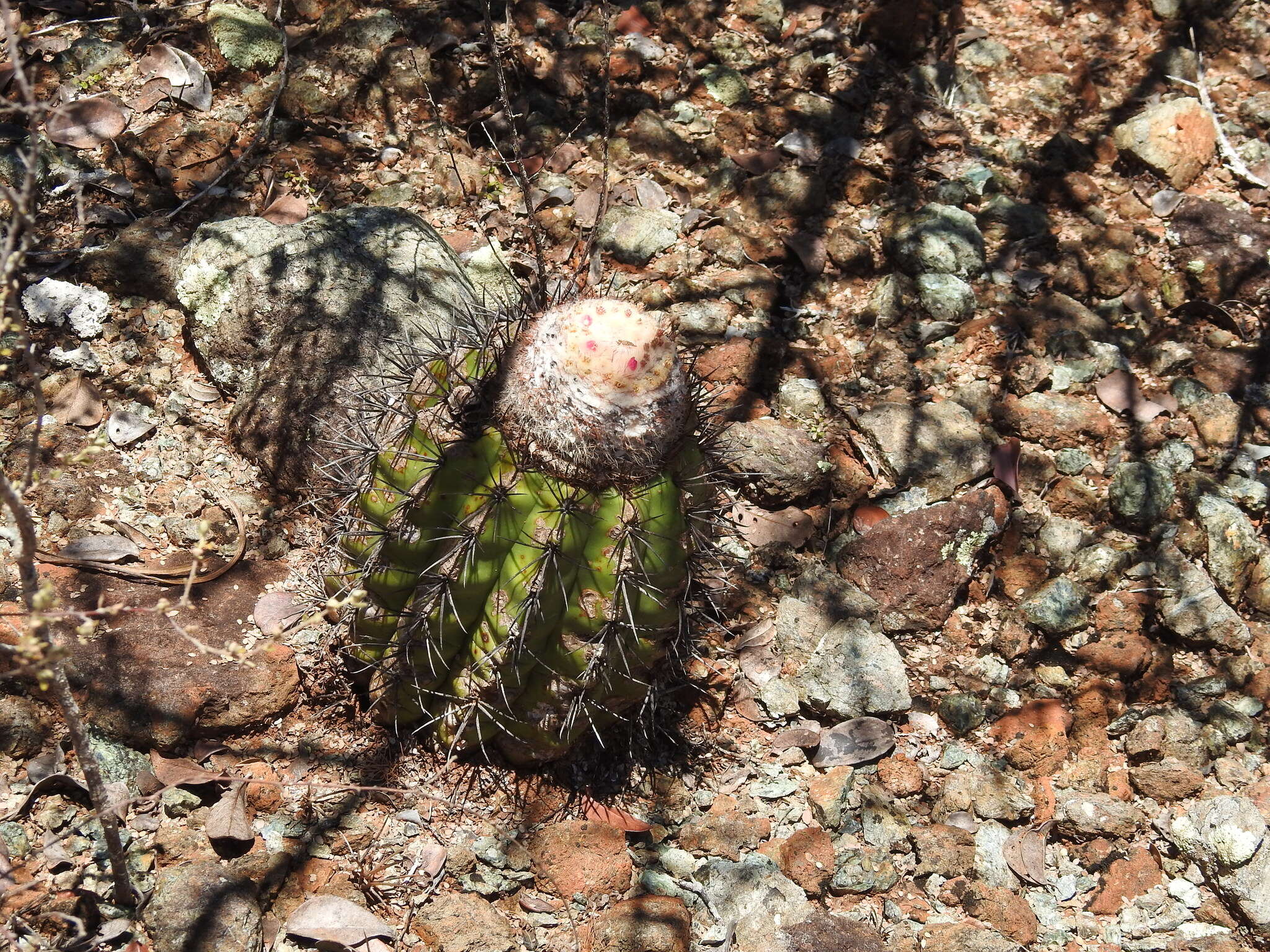 Image of Melocactus curvispinus subsp. koolwijkianus (Suringar) G. Thomson