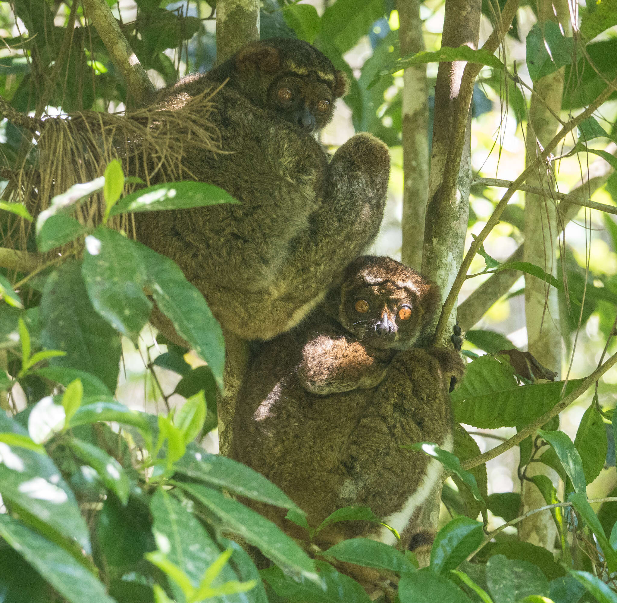 Image of Woolly Lemur