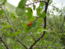 Erythroxylum rotundifolium Lunan的圖片