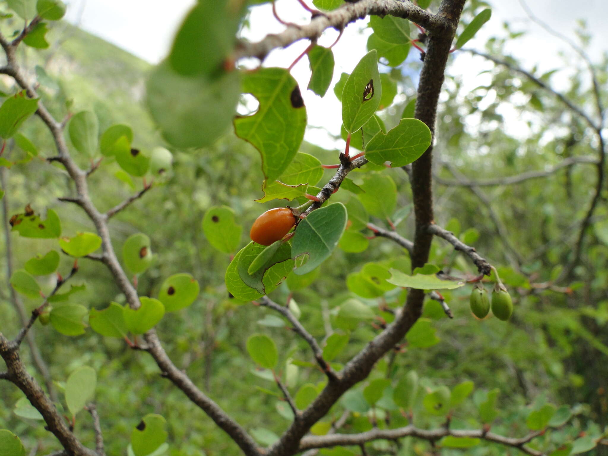 Image de Erythroxylum rotundifolium Lunan