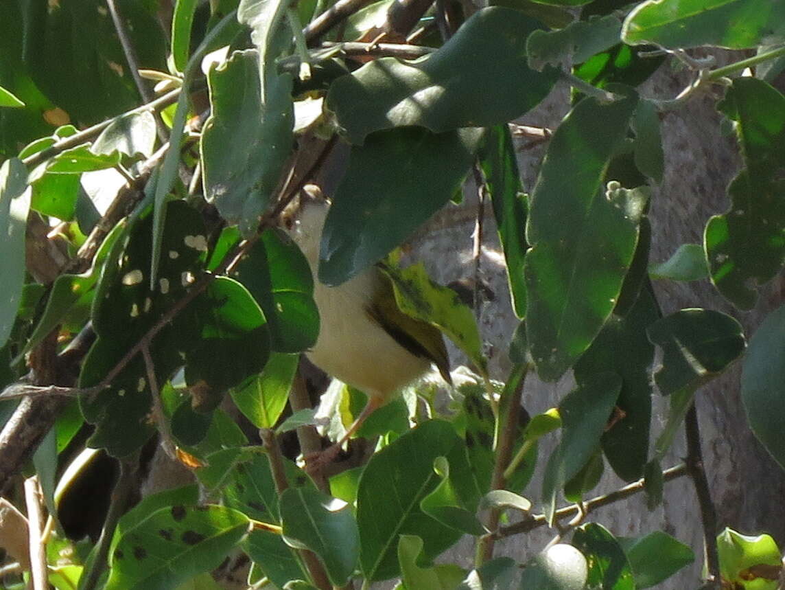 <i>Camaroptera brachyura intercalata</i>的圖片