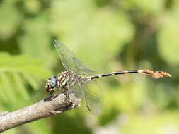 Image of Five-striped Leaftail