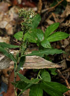 Image of Stanfieldiella imperforata (C. B. Clarke) Brenan