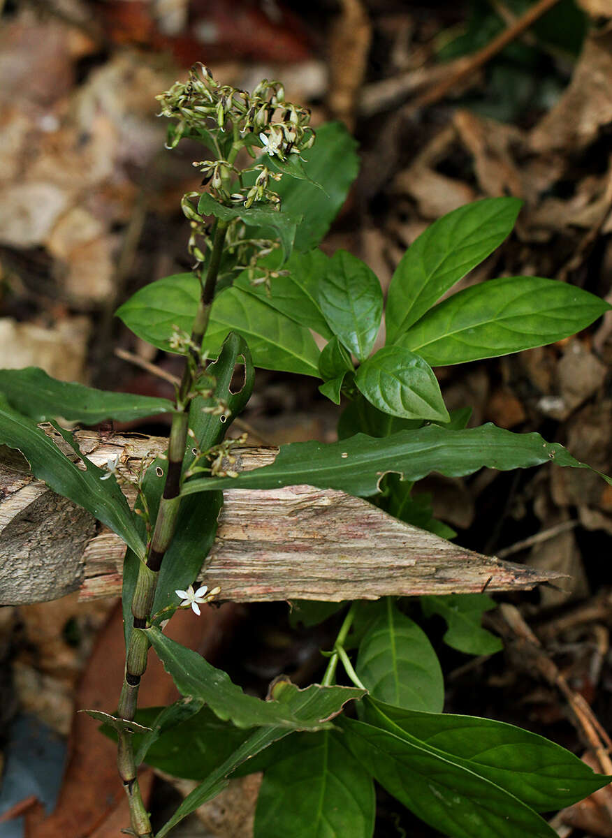 Image of Stanfieldiella imperforata (C. B. Clarke) Brenan