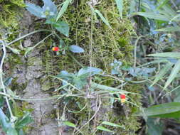 Image of Manettia paraguariensis Chodat