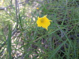 Image of Cascabela pinifolia (Standl. & Steyerm. ex Leavenw.) L. O. Alvarado & Ochot.-Booth