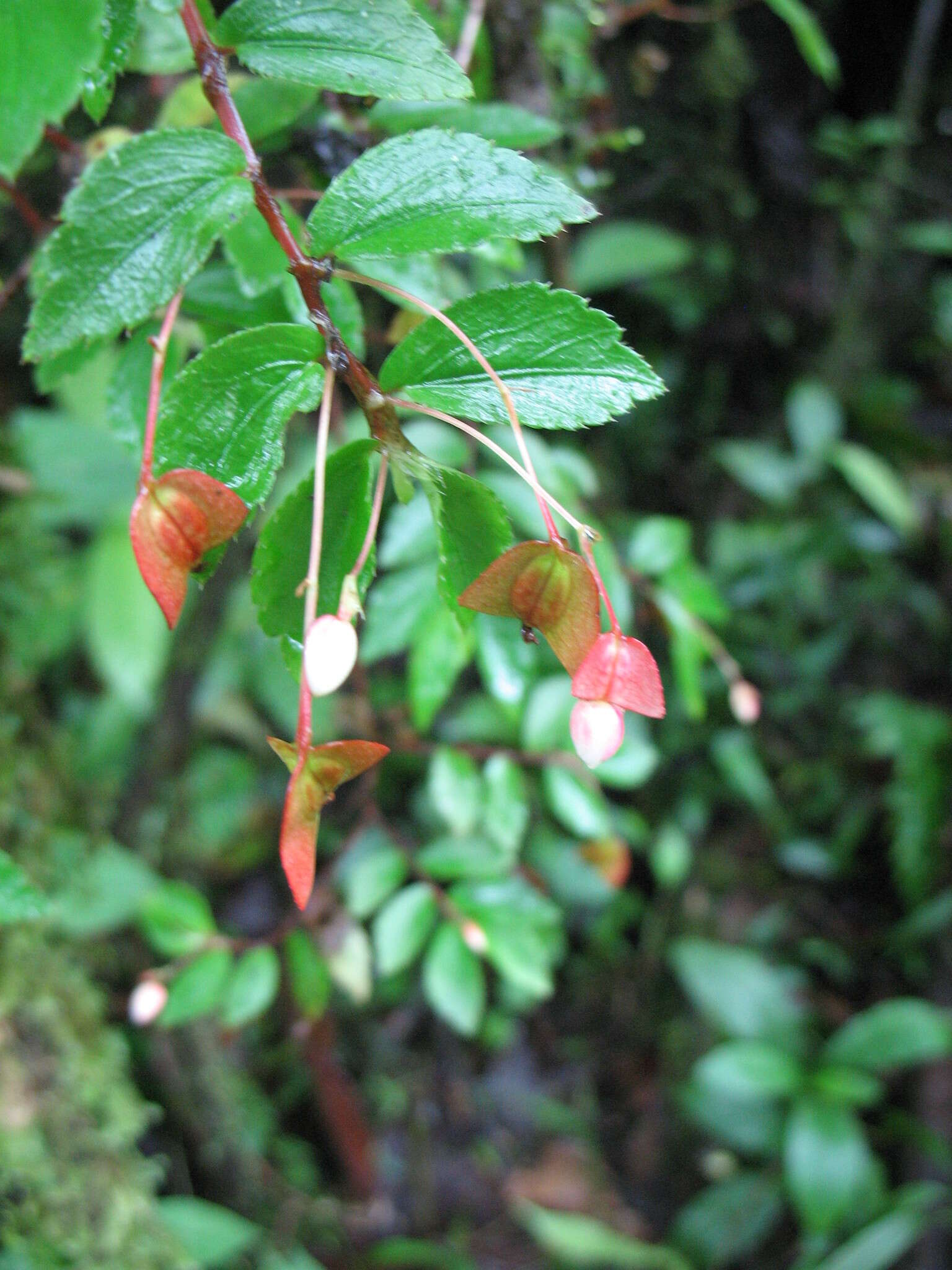 Image of fuchsia begonia