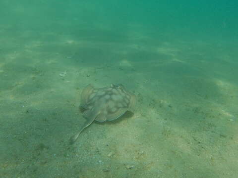 Image of Bullseye Round Stingray