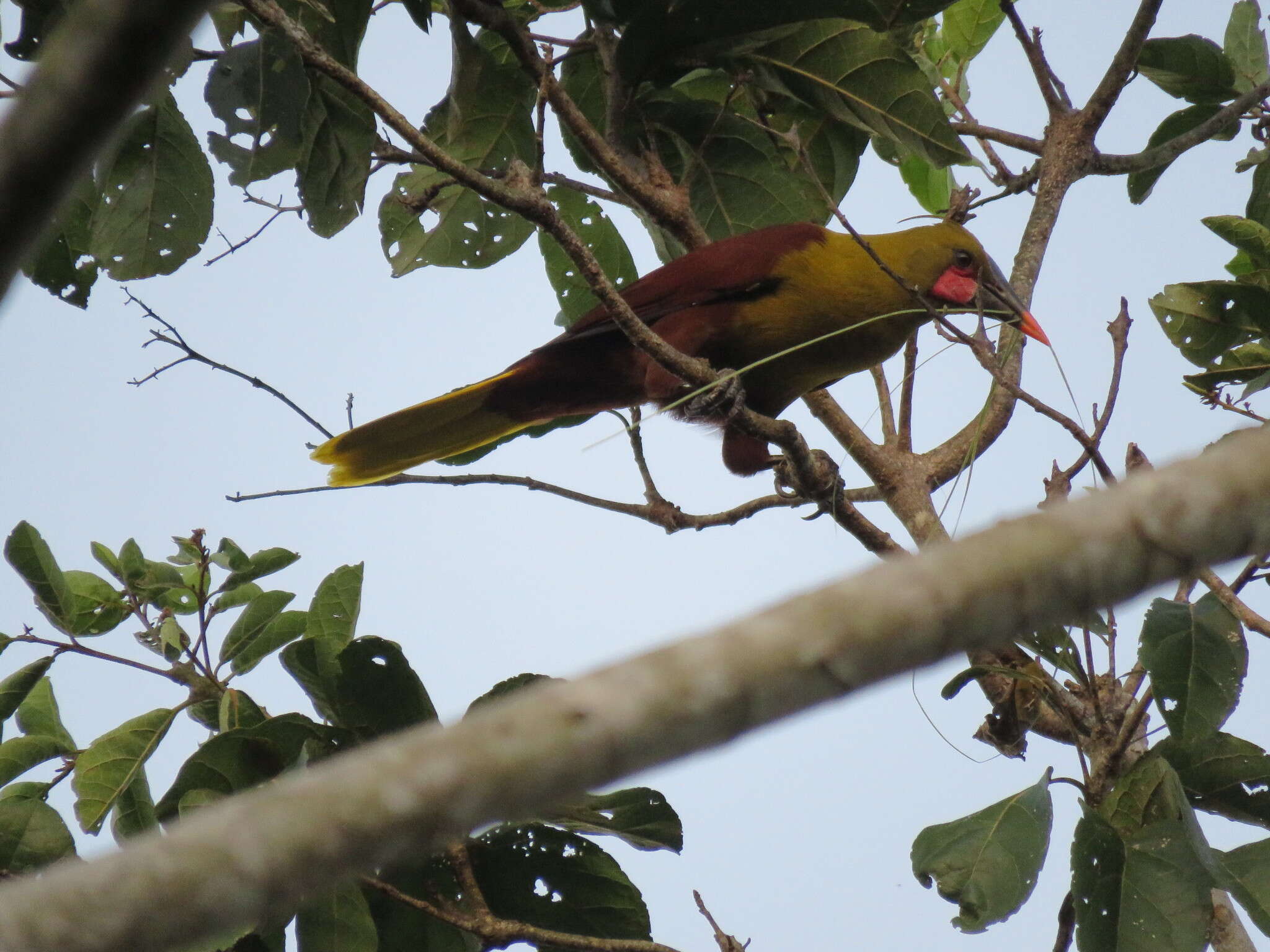 Image of Amazonian Oropendola